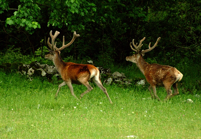 PASSIONE PER IL CERVO